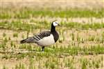 Barnacle goose, Aberlady Bay