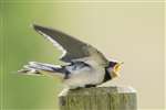 Juvenile Barn Swallow, RSPB Loch Leven
