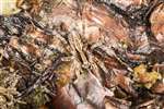 Common Fox Spider, Wester Moss, Fallin
