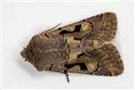 Hebrew Character moth, Glasgow