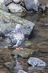 Feral pigeon, River Kelvin, Glasgow
