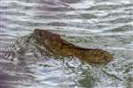 Brown Rat, River Windrush, Witney, Oxfordshire