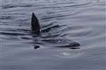 Basking Shark feeding off Little Cumbrae