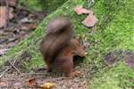 Red squirrel burrying a nut at Aberfoyle