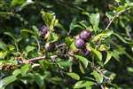 Sloe berries, the fruit of the Blackthorn, Carrifran Wildwood, Moffat
