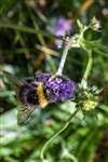 Buff tailed bumblebee on Devil's bit scabious, Carrifran Wildwood, Moffat