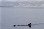 Basking Shark feeding off Little Cumbrae