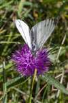Green-veined White butterfly on Common (or Black) Knapweed, Carrifran Wildwood, Moffat