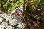 Red Admiral butterfly on bracken, Carrifran Wildwood, Moffat