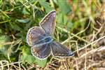 Common blue butterfly, Ruchill Park, Glasgow