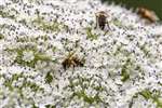 European Honey Bee with pollen basket feeding on Giant Hogweed, Kelvin Walkway, Glasgow