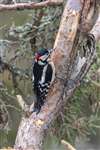 Great spotted woodpecker, RSPB Loch Garten, Speyside