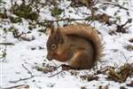 Red squirrel, RSPB Loch Garten, Speyside