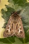 Male Antler moth, Kelvindale, Glasgow