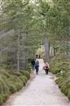 Footpath through the ancient Caledonian pine forest