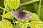 Ringlet butterfly, Grantown-on-Spey