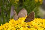 Group of Ringlet butterflies, Grantown-on-Spey