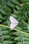 Tawny-barred Angle moth, Speyside