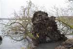 Uprooted tree, Linlithgow Loch