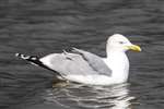 Adult Herring gull, Linlithgow Loch
