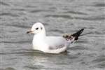 Immature Black-headed gull, Linlithgow Loch
