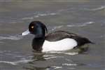 Adult male Tufted duck, Linlithgow Loch