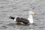 Adult Lesser Black Backed gull, Linlithgow Loch