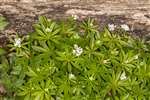 Sweet Woodruff or Scented bedstraw, Westerton, Glasgow