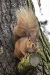 Red Squirrel on the alert, Lossiemouth