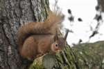 Red Squirrel observing, Lossiemouth
