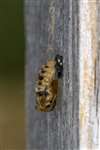 Ladybird larva, Glasgow
