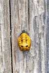 Ladybird pupa emerging as adult, Glasgow