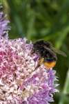 Red-tailed Bumblebee, Glasgow
