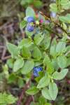 Bilberry, Dell of Abernethy.