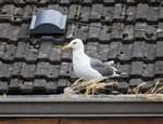 Lesser Black Backed Gull on a roof, Glasgow
