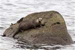 Eurasian Otter (Lutra lutra) resting after eating a fish in a west Highland sea loch