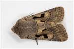 Hebrew Character moth, Glasgow