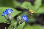 Bee Fly on Lungwort, Greenbank Garden