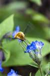 Bee Fly on Lungwort, Greenbank Garden
