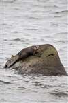 Eurasian Otter (Lutra lutra) eating a fish in a west Highland sea loch
