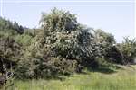 Open Hawthorn scrub, ideal breeding habitat for warblers, Ardeer, Ayrshire