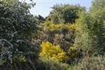 Open Hawthorn scrub, ideal breeding habitat for warblers, Ardeer, Ayrshire