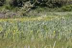 Wetland habitat with Reed Mace and Irises, Ardeer, North Ayrshire