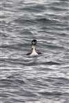 Great Northern Diver (Gavia immer) on a west Highland sea loch