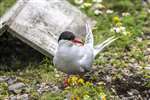 Arctic tern beside artificial nest, Isle of May