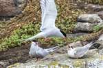 Arctic tern family, Isle of May