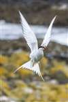 Arctic tern in flight, Isle of May