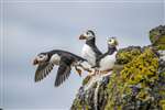 Puffins, one taking off, Isle of May