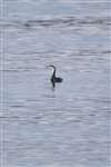 Red-throated Diver (Gavia stellata) in winter plumage on a west Highland sea loch