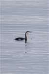 Red-throated Diver (Gavia stellata) in winter plumage on a west Highland sea loch